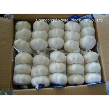 White Garlic in 2015 with High Quality for Exporting